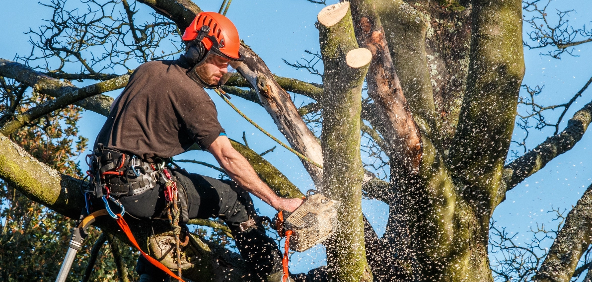Tec Nut Booking Software For Tree Surgeon small business solutions , Get a new company website with: starting a business, Free Website, Website Templates, New Website, make business website, Company Websites, Instant Website, how to startup a business, website design, web building sites, Laravel